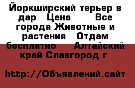 Йоркширский терьер в дар › Цена ­ 1 - Все города Животные и растения » Отдам бесплатно   . Алтайский край,Славгород г.